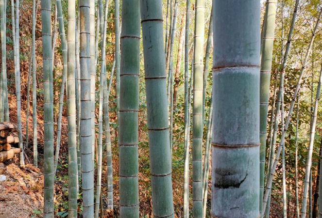 Ningguo Kuntai Bambú agus Adhmad Co, Teo.