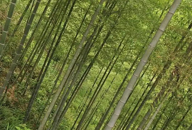 Ningguo Kuntai Bambú agus Adhmad Co, Teo.